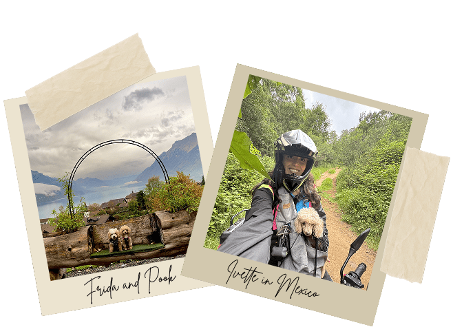 Homepage Polaroids